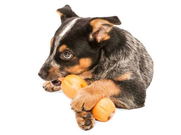 Qwizl Dog Puzzle Toy - Image 3